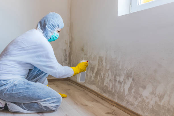 Licensed Mold Testing service in Boston, MA - WQB Mold Removal